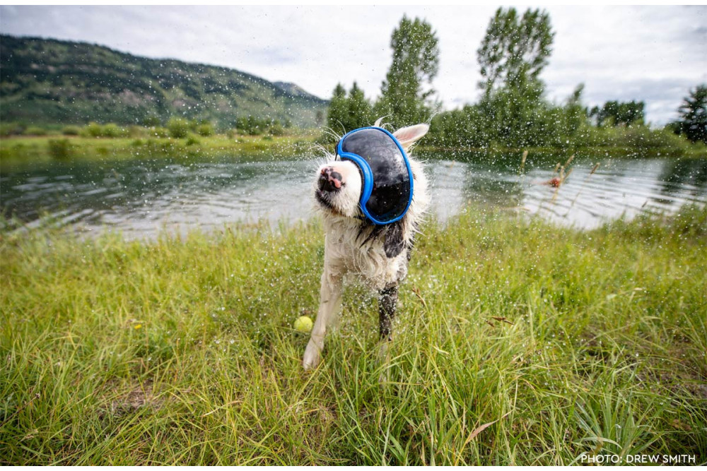 Gafas para perros REX SPECS orange. Protección de los ojos  a rayos UV, partículas,  traumatismos oculares, plasmoma. toma 11 Gafas para perros REX SPECS orange. Protección de los ojos  a rayos UV, partículas,  traumatismos oculares, plasmoma. toma 11