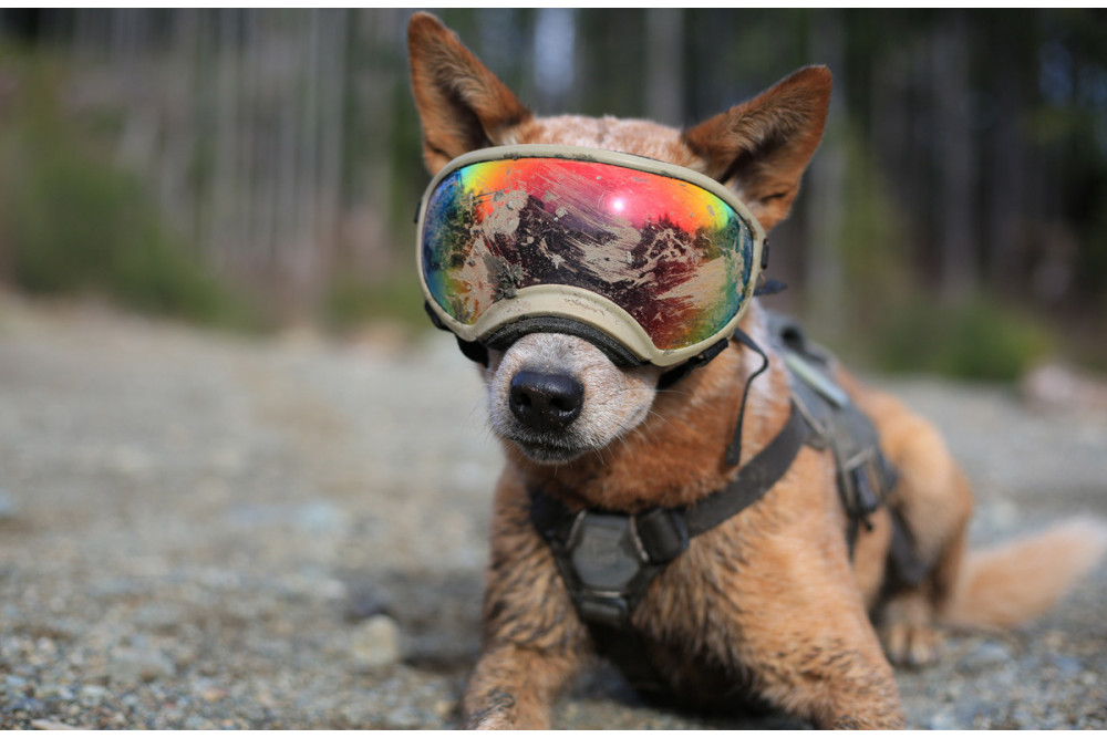 Gafas para perros REX SPECS orange. Protección de los ojos  a rayos UV, partículas,  traumatismos oculares, plasmoma. toma 12 Gafas para perros REX SPECS orange. Protección de los ojos  a rayos UV, partículas,  traumatismos oculares, plasmoma. toma 12