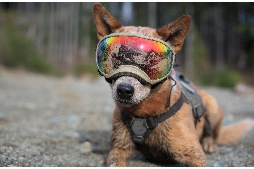 Gafas para perros REX SPECS orange. Protección de los ojos  a rayos UV, partículas,  traumatismos oculares, plasmoma. toma 12 Gafas para perros REX SPECS orange. Protección de los ojos  a rayos UV, partículas,  traumatismos oculares, plasmoma. toma 12