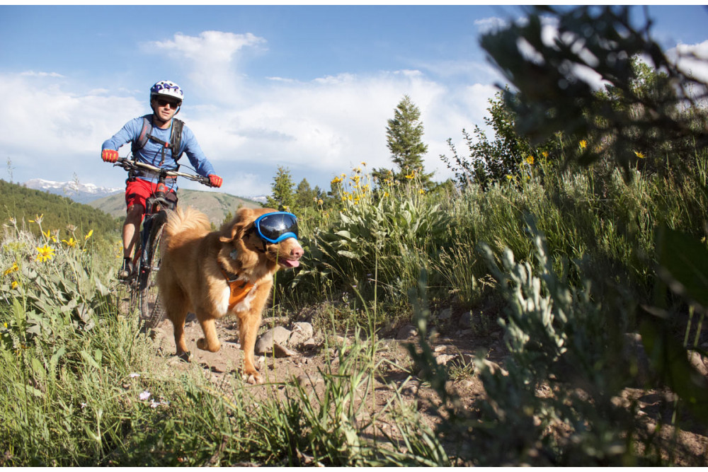 Gafas para perros REX SPECS orange. Protección de los ojos  a rayos UV, partículas,  traumatismos oculares, plasmoma. toma 13 Gafas para perros REX SPECS orange. Protección de los ojos  a rayos UV, partículas,  traumatismos oculares, plasmoma. toma 13