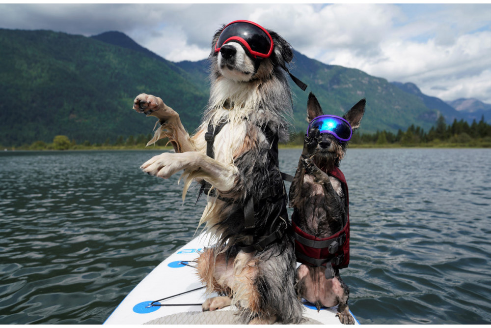 Gafas para perros REX SPECS orange. Protección de los ojos  a rayos UV, partículas,  traumatismos oculares, plasmoma. toma 14 Gafas para perros REX SPECS orange. Protección de los ojos  a rayos UV, partículas,  traumatismos oculares, plasmoma. toma 14