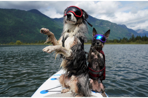 Gafas para perros REX SPECS orange. Protección de los ojos  a rayos UV, partículas,  traumatismos oculares, plasmoma. toma 14 Gafas para perros REX SPECS orange. Protección de los ojos  a rayos UV, partículas,  traumatismos oculares, plasmoma. toma 14