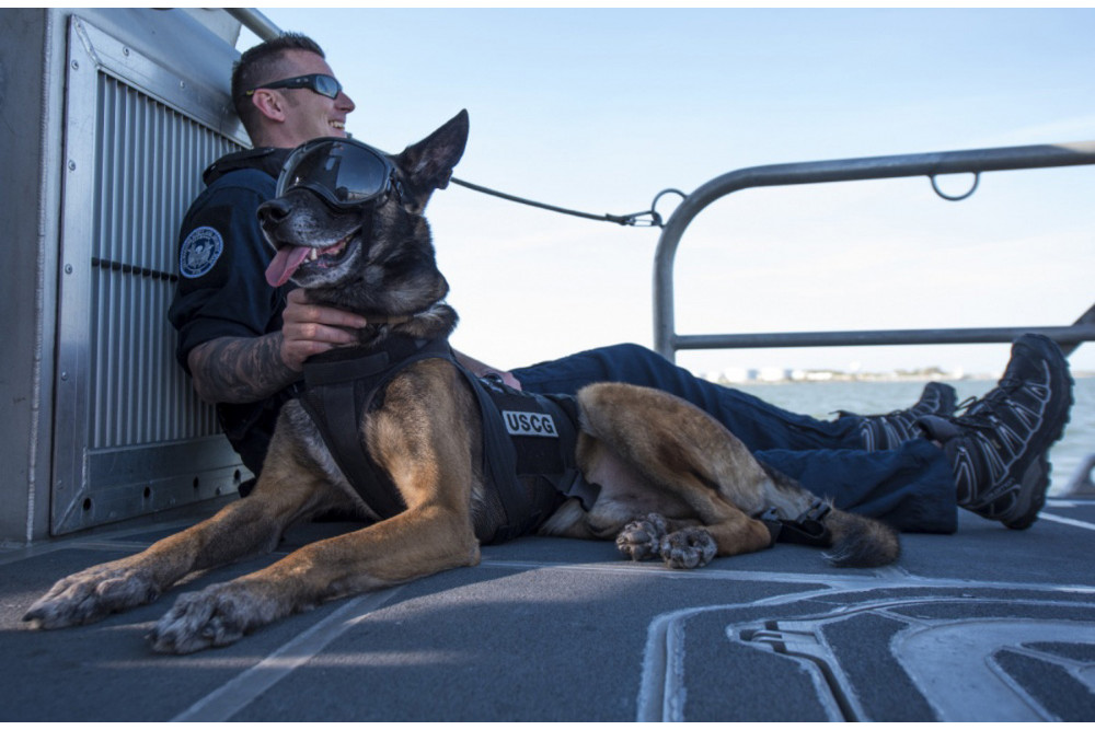 Gafas para perros REX SPECS orange. Protección de los ojos  a rayos UV, partículas,  traumatismos oculares, plasmoma. toma 15 Gafas para perros REX SPECS orange. Protección de los ojos  a rayos UV, partículas,  traumatismos oculares, plasmoma. toma 15