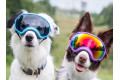 Gafas para perros REX SPECS green neon. Protección de los ojos  a rayos UV, partículas,  traumatismos oculares, plasmoma. toma 3