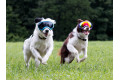 Gafas para perros REX SPECS green neon. Protección de los ojos  a rayos UV, partículas,  traumatismos oculares, plasmoma. toma 4