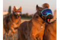 Gafas para perros REX SPECS green neon. Protección de los ojos  a rayos UV, partículas,  traumatismos oculares, plasmoma. toma 5