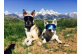 Gafas para perros REX SPECS green neon. Protección de los ojos  a rayos UV, partículas,  traumatismos oculares, plasmoma. toma 8