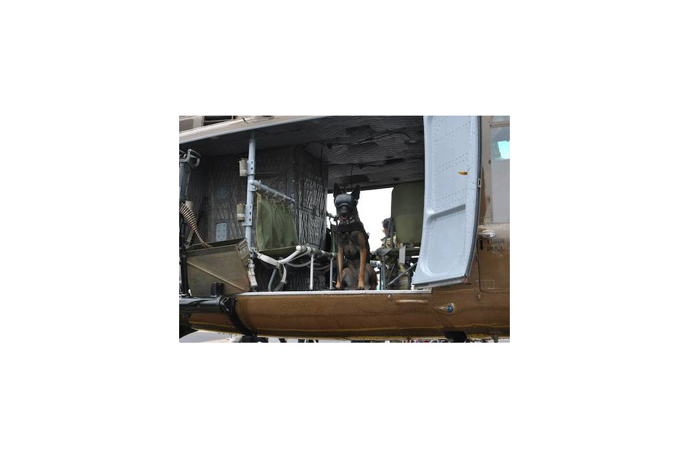 Recambio lentes smoke para gafas Rex Specs. Protección ojos de los perros rayos UV, traumatismos oculares toma 3