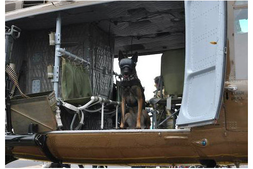 Recambio lentes smoke para gafas Rex Specs. Protección ojos de los perros rayos UV, traumatismos oculares toma 3