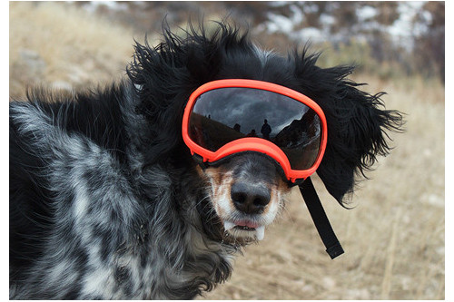 Recambio lentes smoke para gafas Rex Specs. Protección ojos de los perros rayos UV, traumatismos oculares toma 4