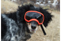 Recambio lentes smoke para gafas Rex Specs. Protección ojos de los perros rayos UV, traumatismos oculares toma 4