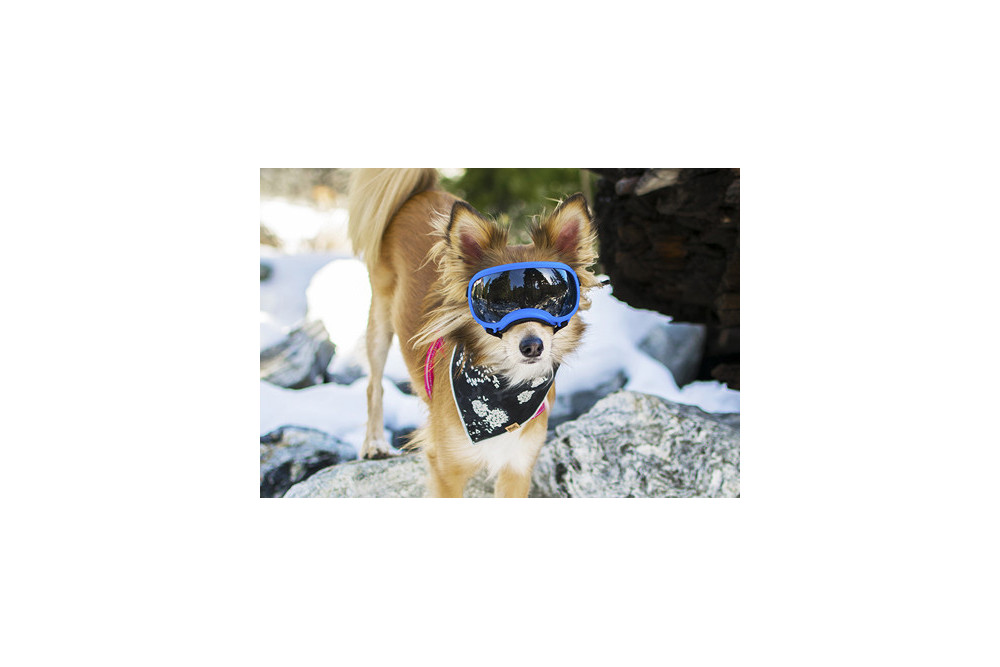 Recambio lentes smoke para gafas Rex Specs. Protección ojos de los perros rayos UV, traumatismos oculares toma 5