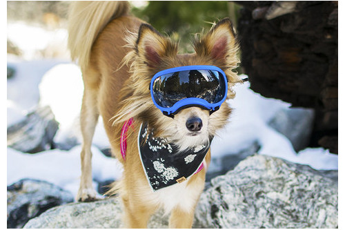 Recambio lentes smoke para gafas Rex Specs. Protección ojos de los perros rayos UV, traumatismos oculares toma 5