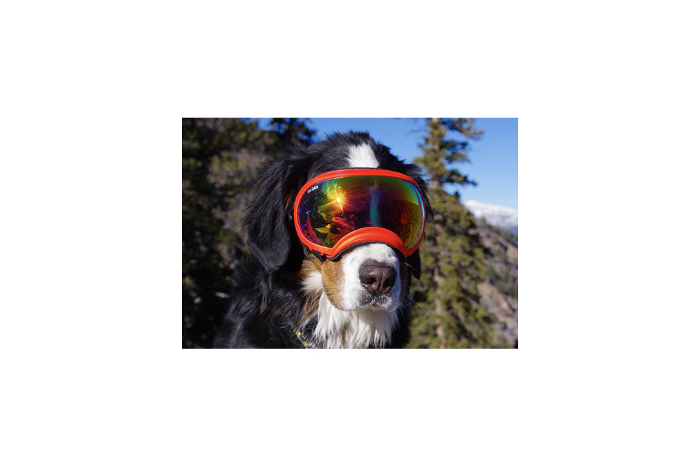 Recambio lentes revo para gafas Rex Specs. Protección ojos de los perros rayos UV, traumatismos oculares toma 3