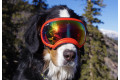 Recambio lentes revo para gafas Rex Specs. Protección ojos de los perros rayos UV, traumatismos oculares toma 3