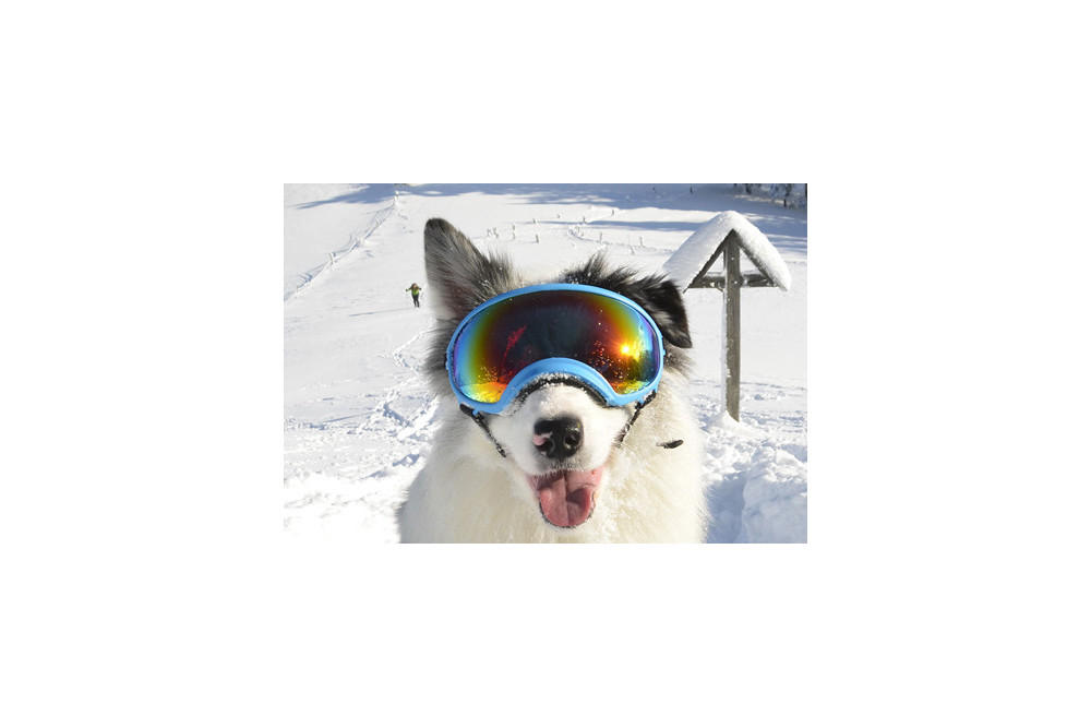 Recambio lentes revo para gafas Rex Specs. Protección ojos de los perros rayos UV, traumatismos oculares toma 5