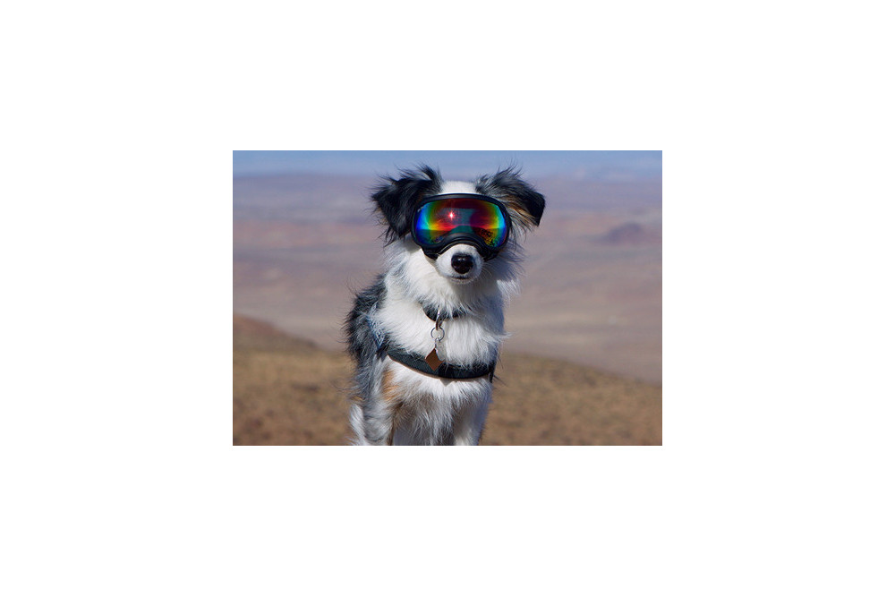 Recambio lentes revo para gafas Rex Specs. Protección ojos de los perros rayos UV, traumatismos oculares toma 6