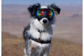 Recambio lentes revo para gafas Rex Specs. Protección ojos de los perros rayos UV, traumatismos oculares toma 6