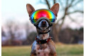 Recambio lentes revo para gafas Rex Specs. Protección ojos de los perros rayos UV, traumatismos oculares toma 7