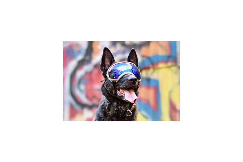 Recambio lentes azul para gafas Rex Specs. Protección ojos de los perros rayos UV, traumatismos oculares toma 3