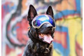 Recambio lentes azul para gafas Rex Specs. Protección ojos de los perros rayos UV, traumatismos oculares toma 3