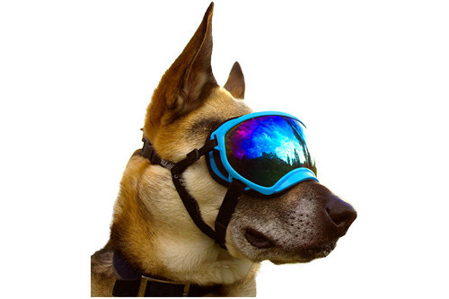 Recambio lentes azul para gafas Rex Specs. Protección ojos de los perros rayos UV, traumatismos oculares toma 4