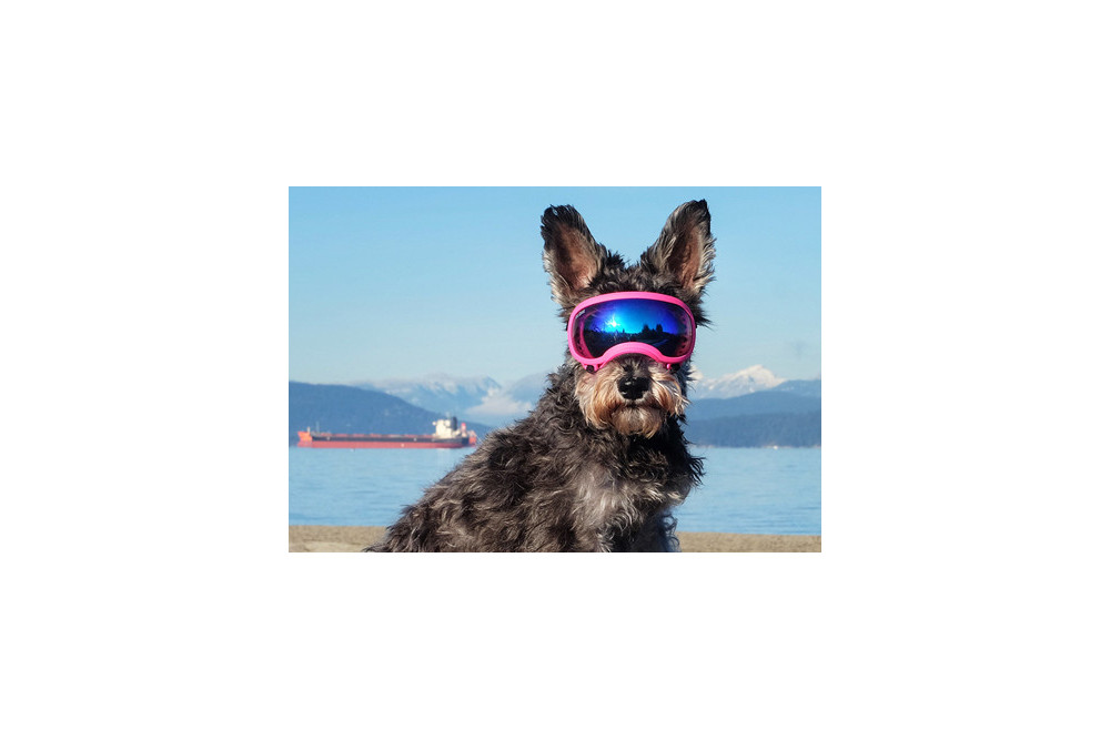 Recambio lentes azul para gafas Rex Specs. Protección ojos de los perros rayos UV, traumatismos oculares toma 5