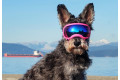 Recambio lentes azul para gafas Rex Specs. Protección ojos de los perros rayos UV, traumatismos oculares toma 5