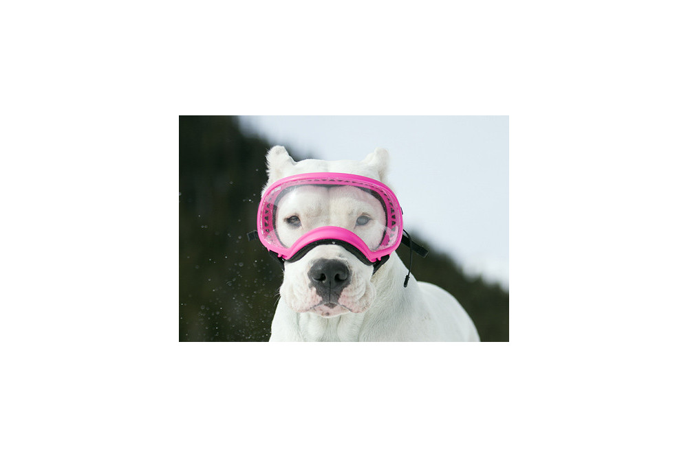 Recambio lentes clear para gafas Rex Specs. Protección ojos de los perros rayos UV, traumatismos oculares toma 3