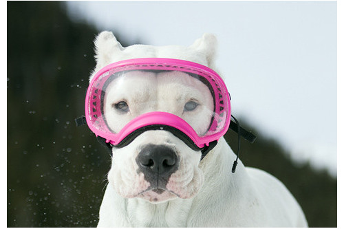 Recambio lentes clear para gafas Rex Specs. Protección ojos de los perros rayos UV, traumatismos oculares toma 3