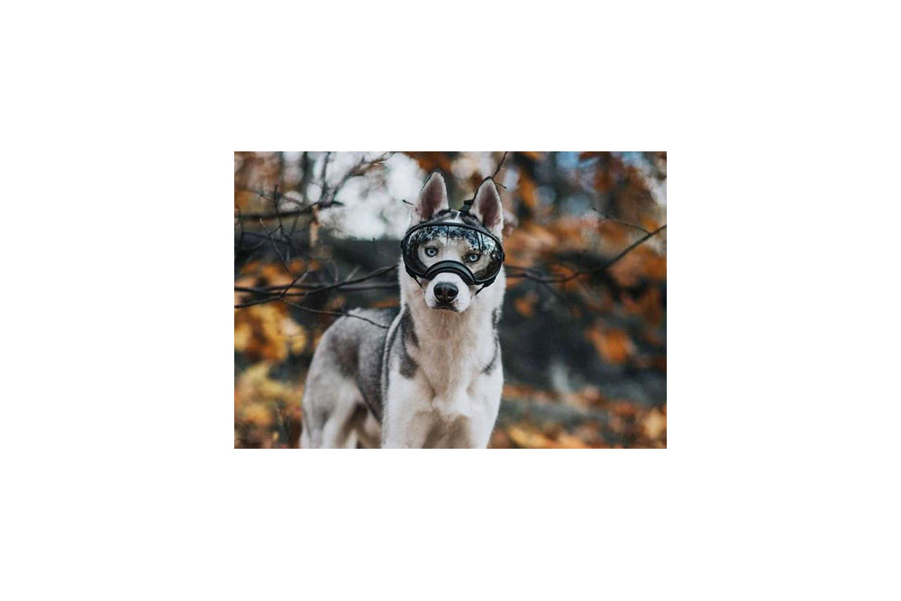 Recambio lentes clear para gafas Rex Specs. Protección ojos de los perros rayos UV, traumatismos oculares toma 4