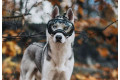 Recambio lentes clear para gafas Rex Specs. Protección ojos de los perros rayos UV, traumatismos oculares toma 4