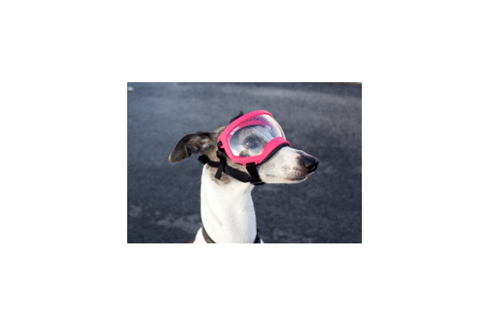 Recambio lentes clear para gafas Rex Specs. Protección ojos de los perros rayos UV, traumatismos oculares toma 5