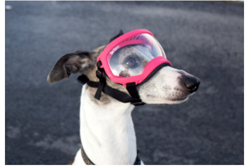 Recambio lentes clear para gafas Rex Specs. Protección ojos de los perros rayos UV, traumatismos oculares toma 5