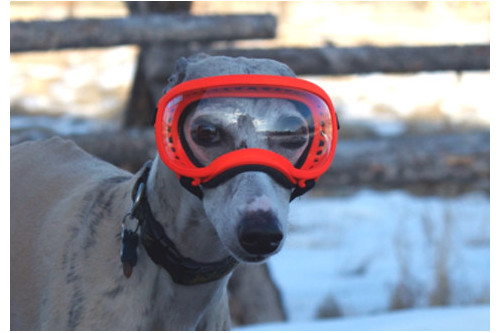 Recambio lentes clear para gafas Rex Specs. Protección ojos de los perros rayos UV, traumatismos oculares toma 6