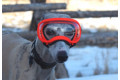 Recambio lentes clear para gafas Rex Specs. Protección ojos de los perros rayos UV, traumatismos oculares toma 6