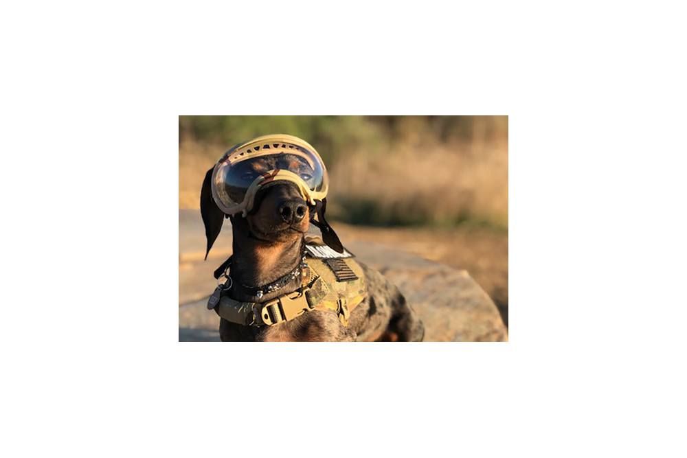 Recambio lentes clear para gafas Rex Specs. Protección ojos de los perros rayos UV, traumatismos oculares toma 7