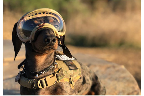 Recambio lentes clear para gafas Rex Specs. Protección ojos de los perros rayos UV, traumatismos oculares toma 7