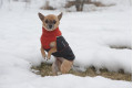 abrigo para perros GREAT WHITE NORTH negro Chilly Dogs alta protección al perro y pelo corto como galgos, whippets toma 7