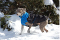 abrigo para perros GREAT WHITE NORTH negro Chilly Dogs alta protección al perro y pelo corto como galgos, whippets toma 10