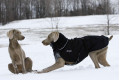 abrigo para perros GREAT WHITE NORTH negro Chilly Dogs alta protección al perro y pelo corto como galgos, whippets toma 11