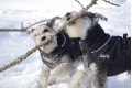 abrigo para perros GREAT WHITE NORTH negro Chilly Dogs alta protección al perro y pelo corto como galgos, whippets toma 12