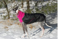abrigo para perros GREAT WHITE NORTH negro Chilly Dogs alta protección al perro y pelo corto como galgos, whippets toma 14
