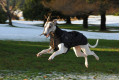 abrigo para perros GREAT WHITE NORTH negro Chilly Dogs alta protección al perro y pelo corto como galgos, whippets toma 16