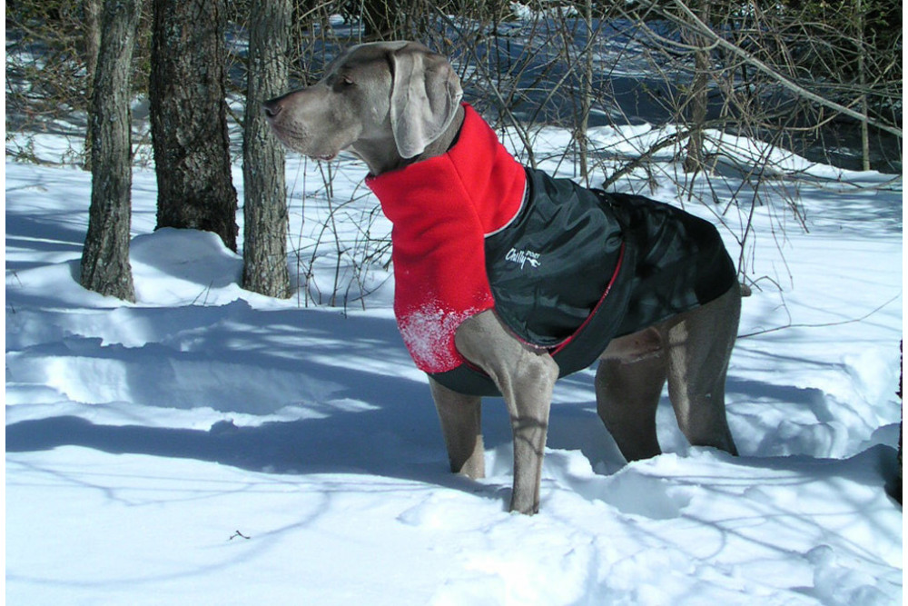 abrigo para perros GREAT WHITE NORTH rojo Chilly Dogs alta protección al perro y pelo corto como galgos, whippets toma 7