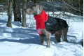abrigo para perros GREAT WHITE NORTH rojo Chilly Dogs alta protección al perro y pelo corto como galgos, whippets toma 7