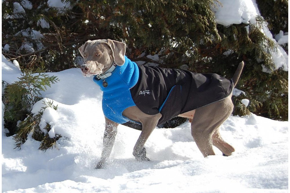 abrigo para perros GREAT WHITE NORTH rojo Chilly Dogs alta protección al perro y pelo corto como galgos, whippets toma 10