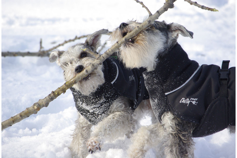 abrigo para perros GREAT WHITE NORTH rojo Chilly Dogs alta protección al perro y pelo corto como galgos, whippets toma 13