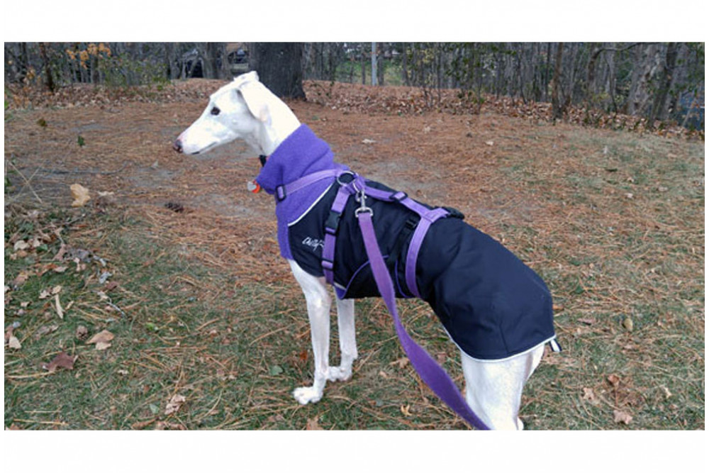 abrigo para perros GREAT WHITE NORTH rojo Chilly Dogs alta protección al perro y pelo corto como galgos, whippets toma 16
