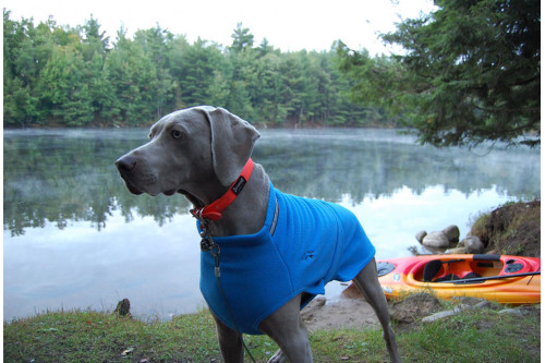 Abrigo polar para perros Chilly SWEATER Negro. Protección contra el frío, viento, agua, lluvia, nieve. toma 6